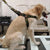 Cotton Body Harness for Dog (Multicolor, 1.6 inches) (L)